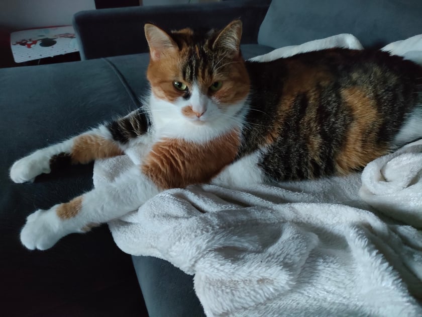 Na zdjęciu: Relaks po męczącym dniu polowania na jedzenie z puszki. Nie koloryzowane:p
Kocią piękność kupiła mnie spoglądając swoimi pięknymi oczami ze zdjęć z DT. W ramach podziękowania za przygarnięcie urodziła mi kolejne 4 słodkie futra, które dzisiaj mają już swoje domy.