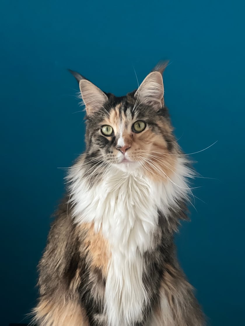 Miau! Jestem Frania mam 3 lata. Lubię spanko na drapaku i gonitwy z bratem o 6 rano. Proszę o wasze głosy.