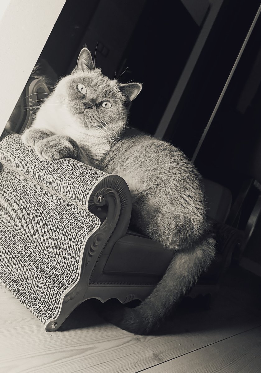 Jaśnie Pani czeka na smaczki :)