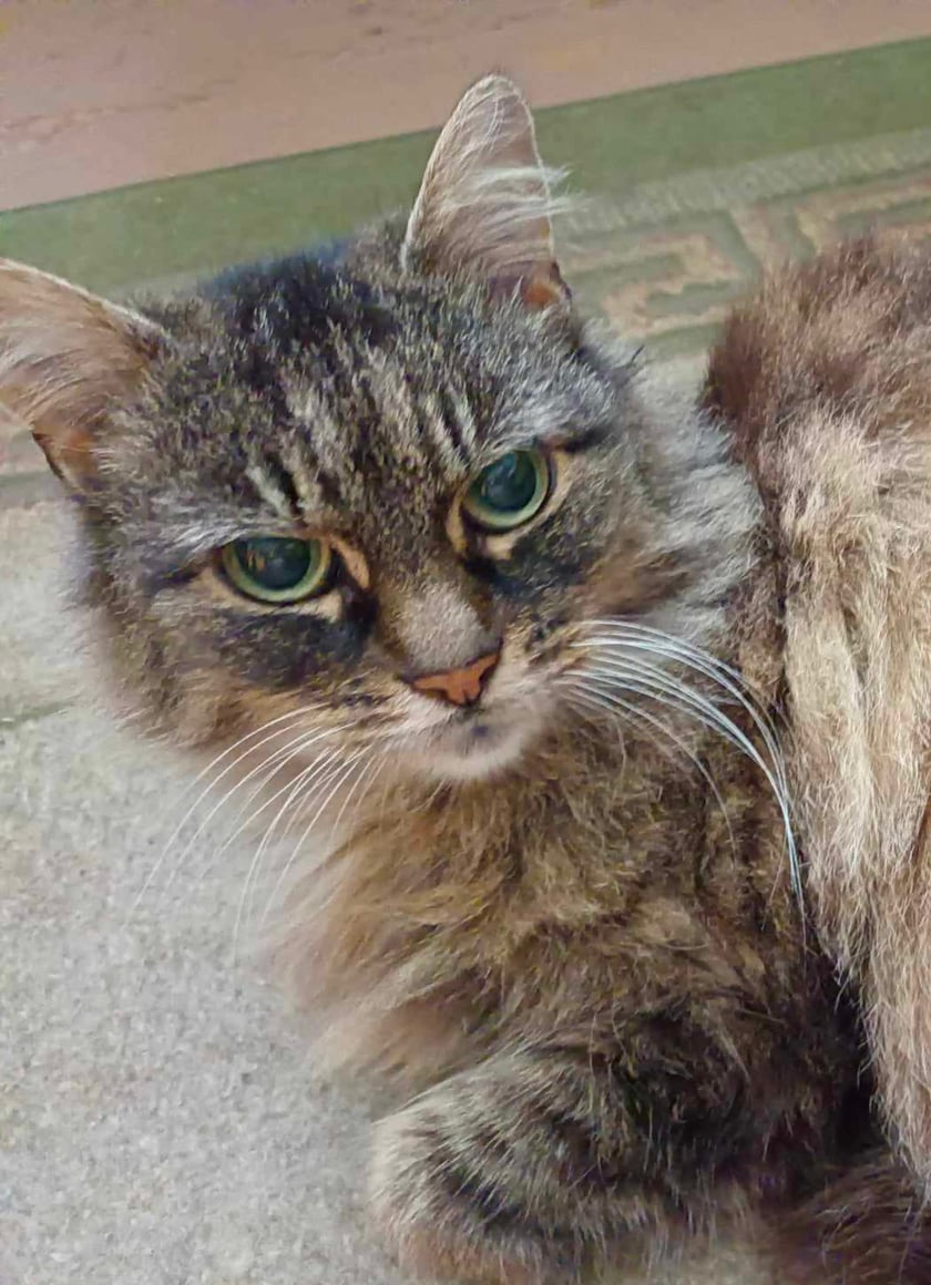 Mruczka bardzo uwielbia mruczeć, więc dlatego ją tak nazwaliśmy. Uwielbia, gdy głaszcze ją się za uszkiem. To jest nasz pieszczoch.