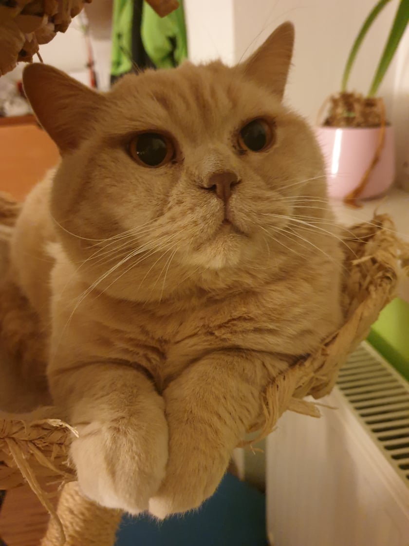 Brytol koloru kremowego. Ulubione zajęcie  - spanie i jedzenie.