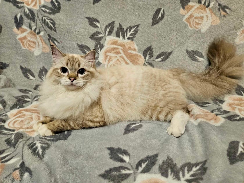 Cześć! Jestem Misia, ale czasami wołają na mnie "Zostaw to!". Mam już 9 miesięcy i wciąż rosnę, a moje futerko nabiera blasku. Uwielbiam robić sztuczki, takie jak obroty czy podawanie łapki. No może czasem lubię trochę poprzeszkadzać, ale przecież to wszystko z miłości! Możecie mnie spotkać gdy spaceruję z moją panią po Wrocławiu i jak na ciekawskiego kotka przystało wychylam główkę z plecaka. :)