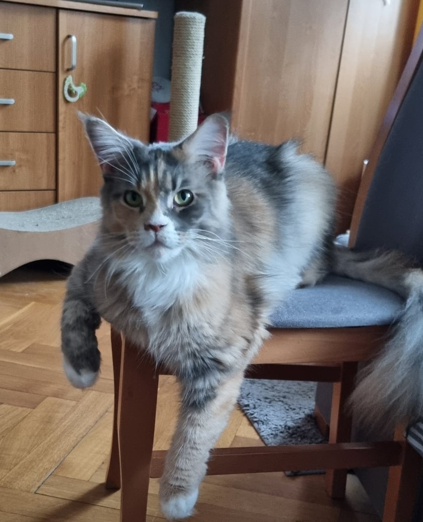 Kotka razy Maine Coon