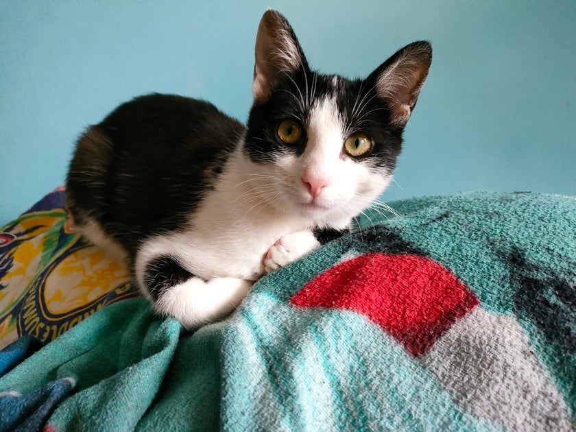 Jestem Amber, mam trzy i pół roku. Kocham szaleć i rozmawiać z moimi ludźmi :) ale często mnie nie rozumieją :(