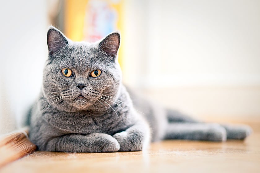 Spokojny kot, bardzo lubi przebywać wśród ludzi, potrzebuje bliskości i czułości człowieka :)