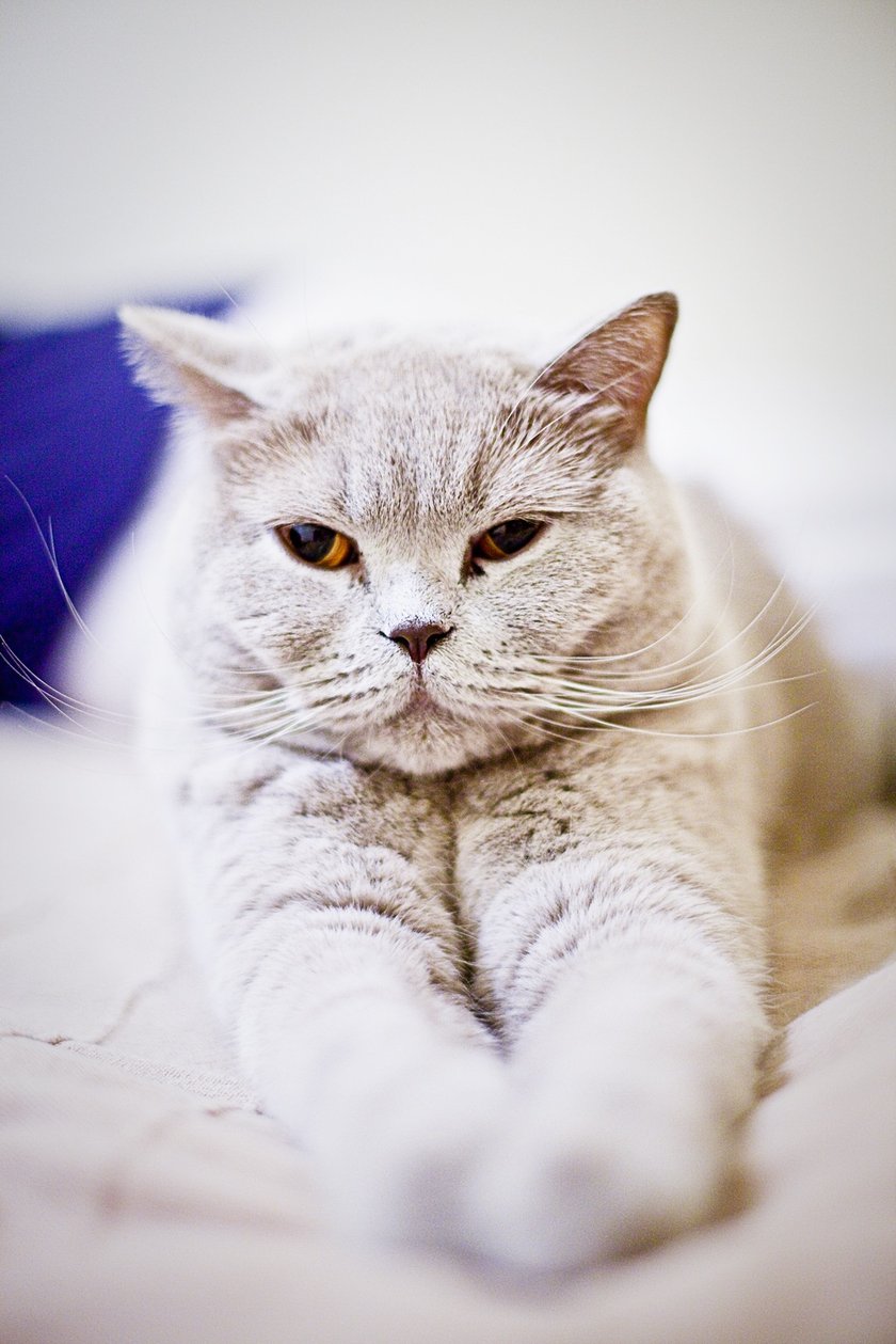 Chodzi własnymi drogami, ma swoją rutynę, lubi budzić ludzi, jeść, spać i znowu jeść.