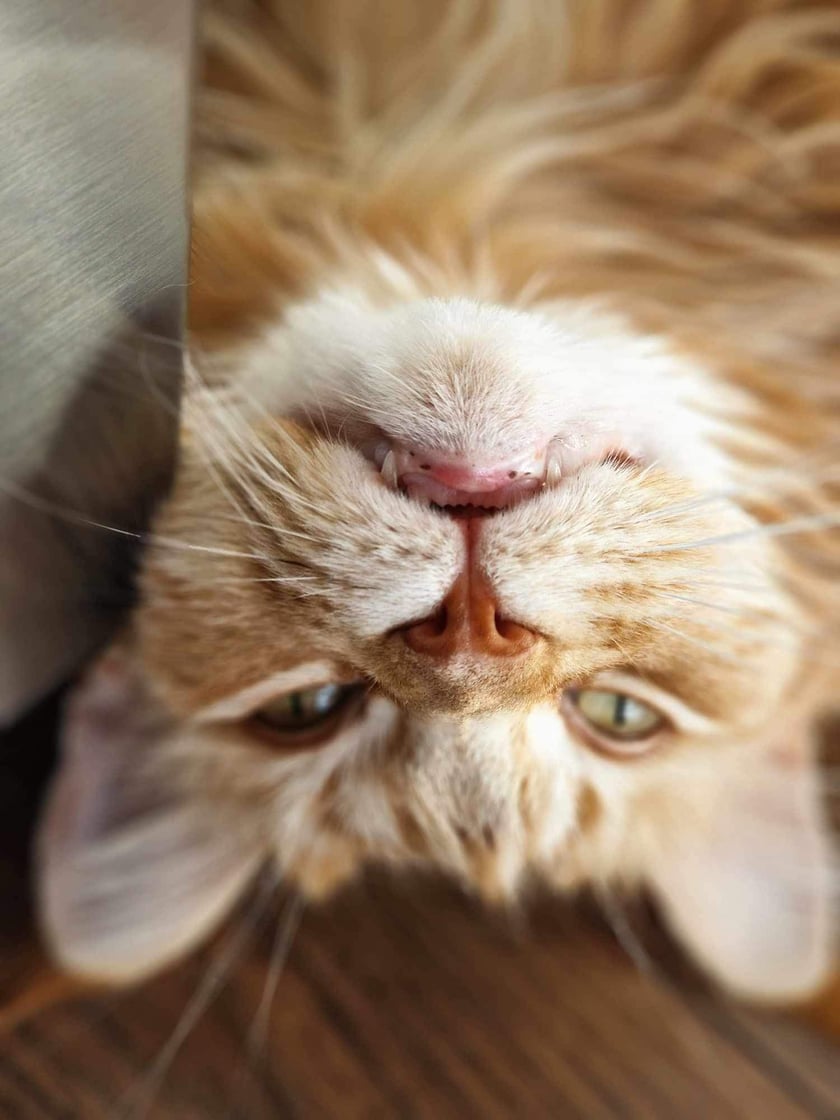 Arya to 4 letnia kotka rasy Maine coon. Uwielbia ludzkie towarzystwo, zabawy gumkami do włos&oacute;w i ponad wszystko kocha jeść. Jest kotem w pełni domowym. Długie leżakowanie na kanapie to jej specjalność.