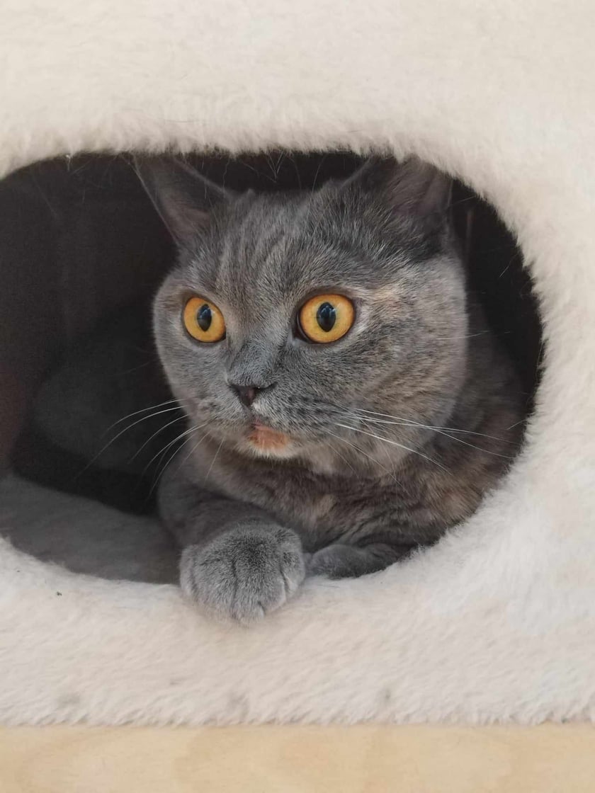 Nazywam się Nala, mam 4 latka. Jestem grzeczną, mądrą, śliczną, puchatą kicią. Poproszę o Wasze głosy