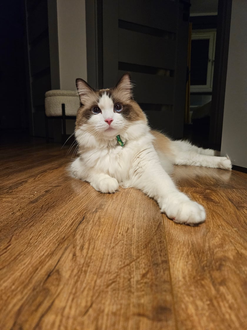 Koko (Bandzior) to pocieszny i towarzyski kocur rasy Ragdoll. Zachowaniem przypomina psa. Uwielbia aportowanie piłeczki i jest duszą towarzystwa. Codziennie czeka na swoich domowników pod drzwiami i puszcza oczko na ich powitanie. Żaden gość ani domownik nie przejdzie nie zauważając go. W ciągu dnia jest obecny przy każdej czynności swoich właścicieli. Uwielbia przytulanie a do zdjęć pozuje jakby był do tego stworzony. Jest częścią rodziny i tak też jest traktowany.