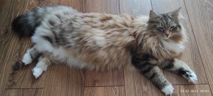 Kotka rasy syberyjskiej.