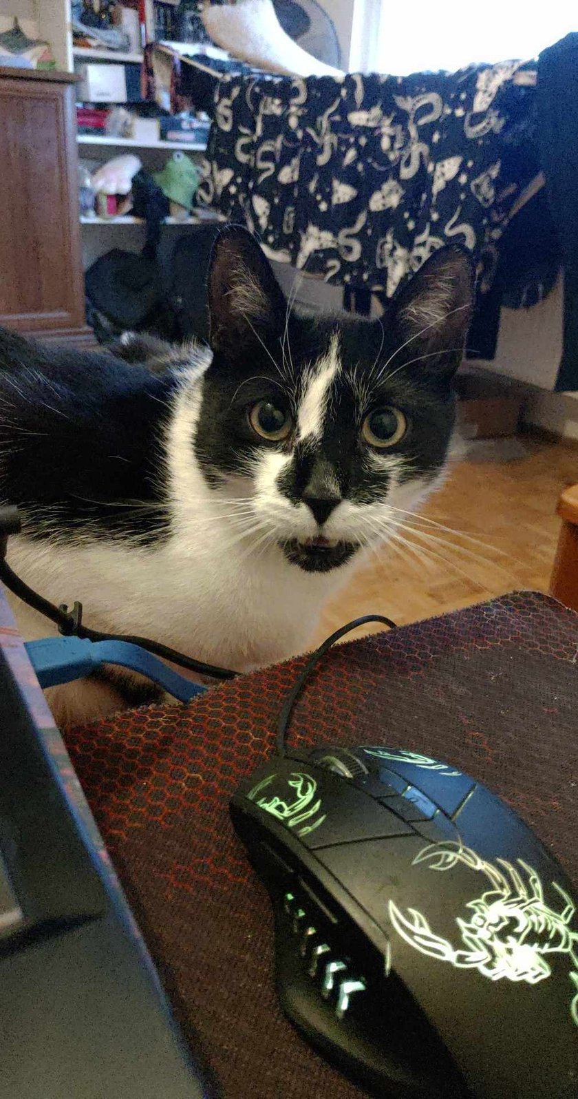 Monte zwany również puronatorem lub tuptakiem śmierdzielem. Najbardziej lubi jeść i zaczepiać do zabawy. Kocha ćpać kocimiętke oczywiście oraz biegać jak szalony po zrzuceniu balastu w kuwecie. Uwielbia drżeć paszczę o 5 nad ranem i gryźć w stopy.