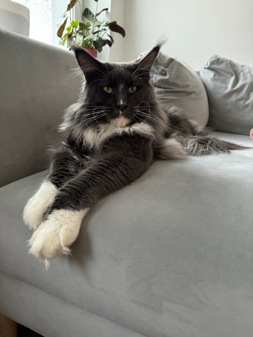 Cezar to półtora roczny Mainecoon o dymno niebieskim umaszczeniu z białymi dodatkami. Dumny kocur, Pan domu, ale tuli się jak mało kto. Towarzyszy nam przy każdej czynności. Jest niezwykle wrażliwy, inteligentny i uparty w swoich postanowieniach - jeśli chce wejść na półkę, to nic go nie powstrzyma. Aportuje i przynosi zabawki z powrotem, lubi rozmawiać szczególnie gdy wracamy z pracy. Jest najlepszy.