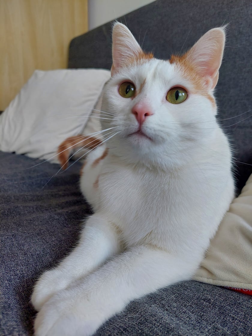 Arielka to kotka, którą pokochałam, gdy inni jej nie chcieli. Przeszła ciężkie "kocie dzieciństwo" błąkając się po drogach. Dziś jest najwspanialszym miziakiem i przytulasem na świecie.