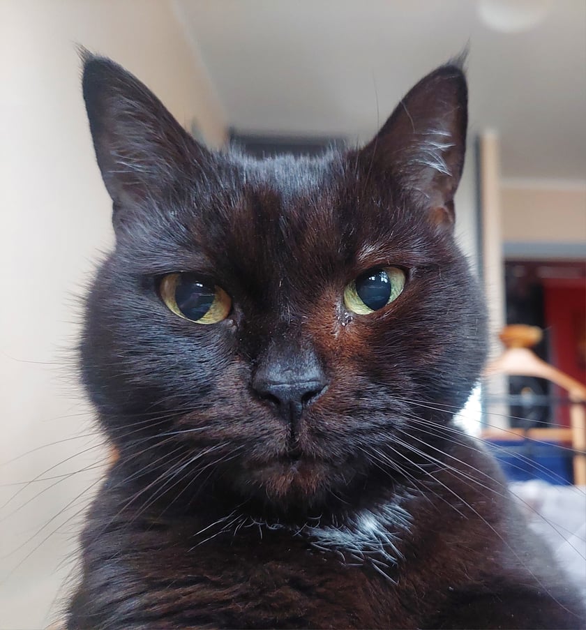 Mucha, nasza dystyngowana kocia piękność