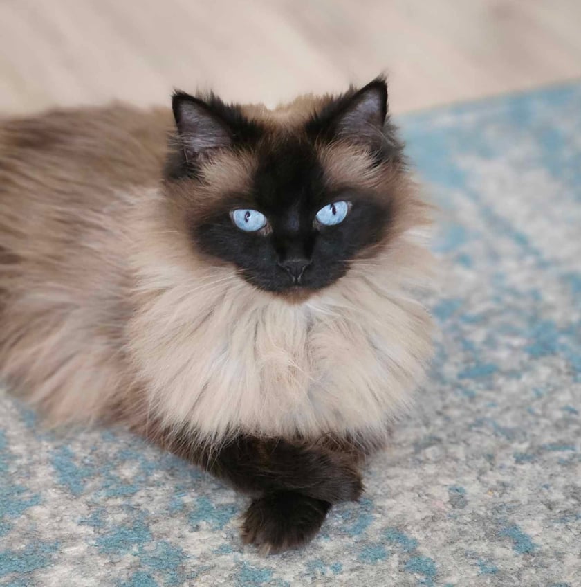 To prawdziwa kocia arystokratka, porusza się z wdziękiem i gracją, ceni sobie spokój i lubi wygrzewać futerko na słońcu. W akcie wspaniałomyślności pozwala sługom miziać się za uszkiem i wynagradza to uroczym mruczeniem :-)