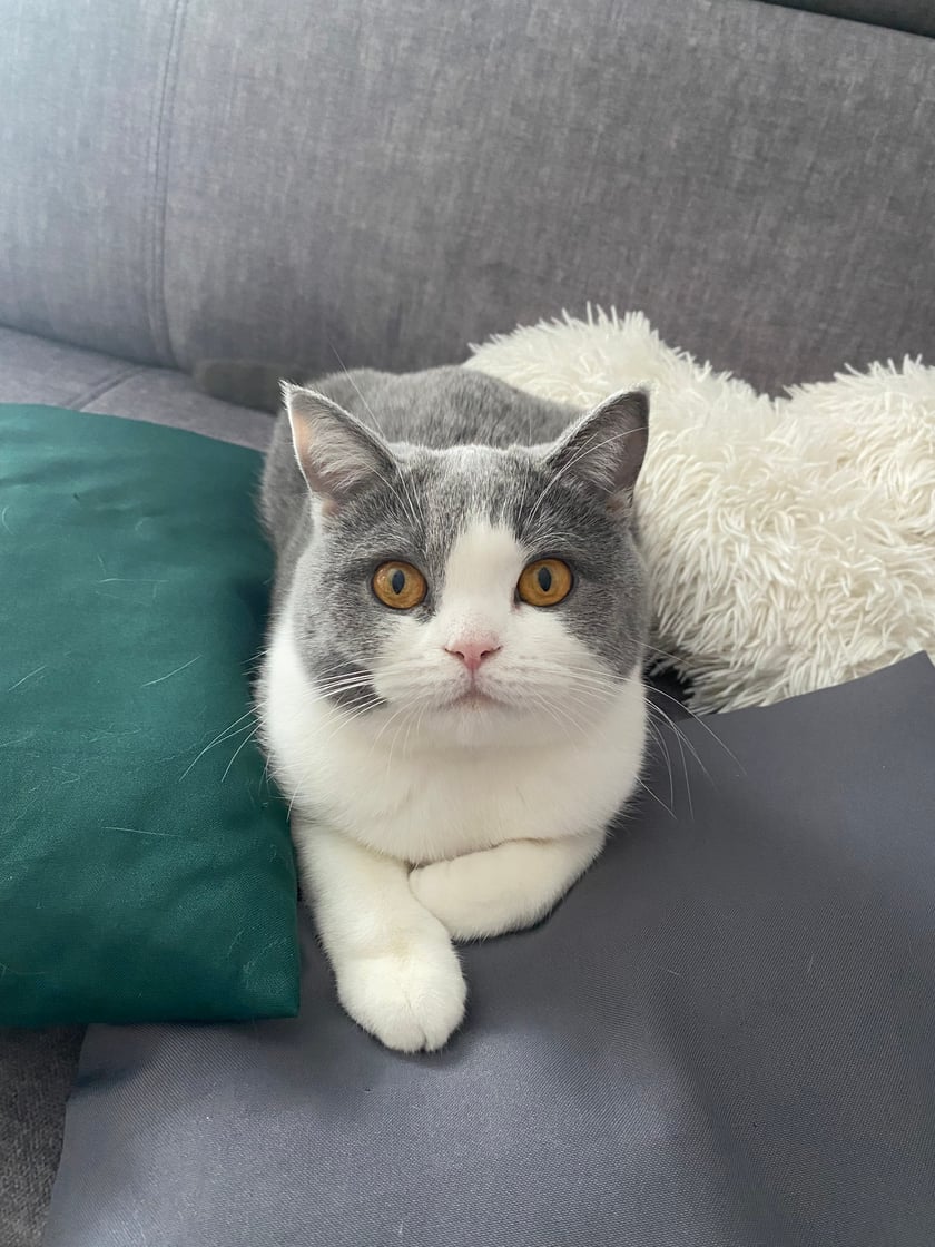 1,5 roczna kotka brytyjska - spokojna indywidualistka, która do perfekcji opanowała negocjowanie dodatkowej porcji smaczków :)