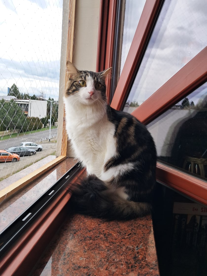 Gustaw to puszysty kot o nieprzeciętnej inteligencji. Ma bardzo miłą w dotyku sierść i uwielbia spać w różnych, niewygodnych na pierwszy rzut oka, miejscach. Każdej nocy przychodzi by zostać "ugłaskanym" do snu i mimo, że ma już półtora roku to w głębi duszy dalej jest małym kociakiem z wielkim apetytem.