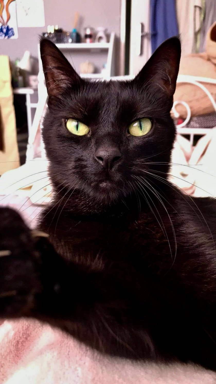 Wolfinek jest energicznym pięcioletnim kocurem - Panem domu. Uwielbia bawić się swoją zabawką świnką, a także potrafi aportować. Kocha przysmaczki w każdej postaci. Aktualnie Wolfiś zmaga się z chorobą, ale bardzo dzielnie walczy!