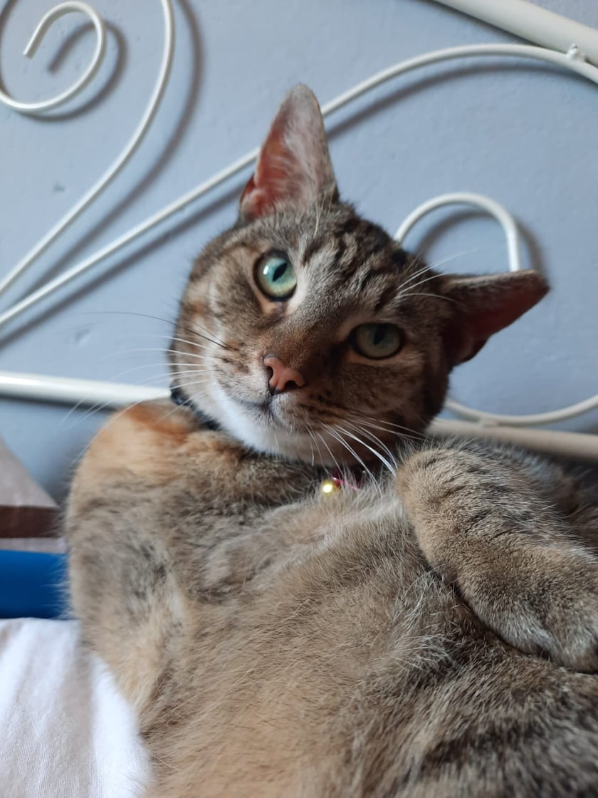 Kicia buraska o imieniu Panna Kocia. Shroniskowa piękność, rozrabiara jakich mało