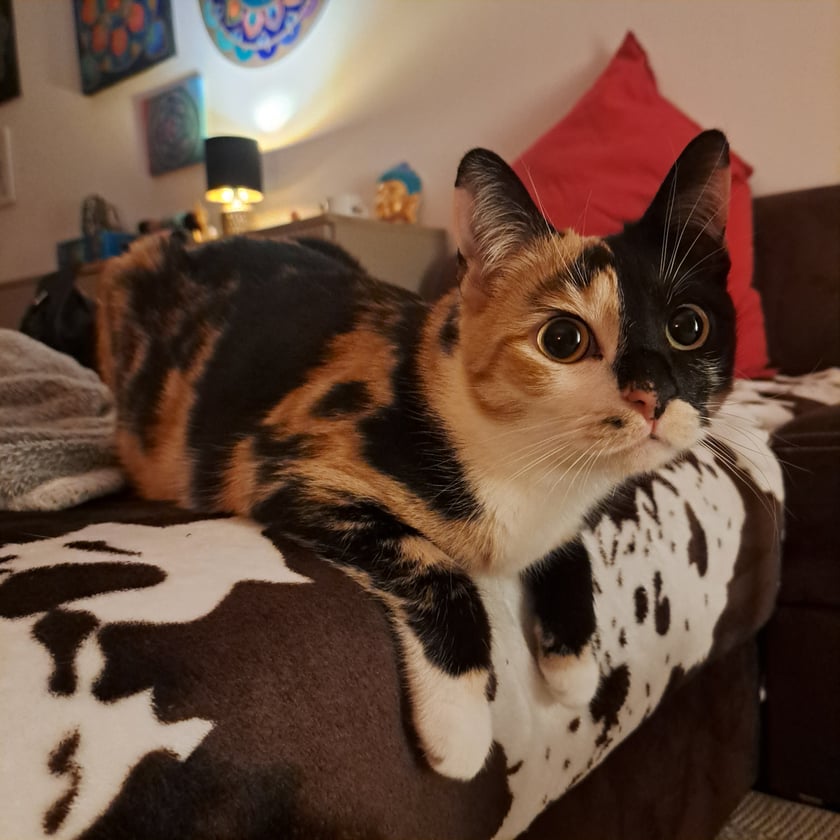 Mini jest bardzo kontaktowa i przyjazna. To miłość na czterech łapkach i wielki słodziak.