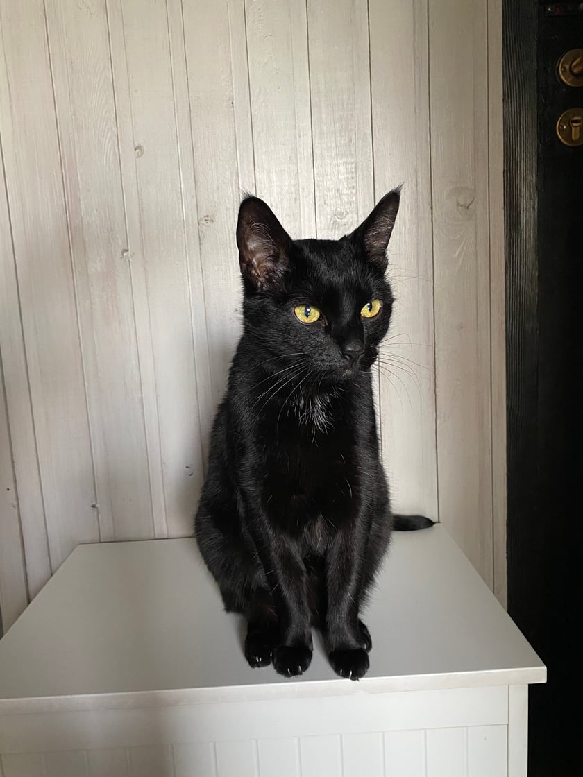 Gacek, jak każdy inny, lubi zwisać z szafek, półek i szaf. Drapieżnik jednak z niego żaden, bo żeruje tylko w misce na kuchennej podłodze.