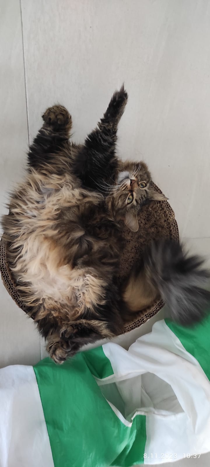 Tosia to rozgadana kotka syberyjska.
Uwielbia swoje pudełeczka, jest bardzo pocieszna i uwielbia wylegiwać się na czyimś brzuchu