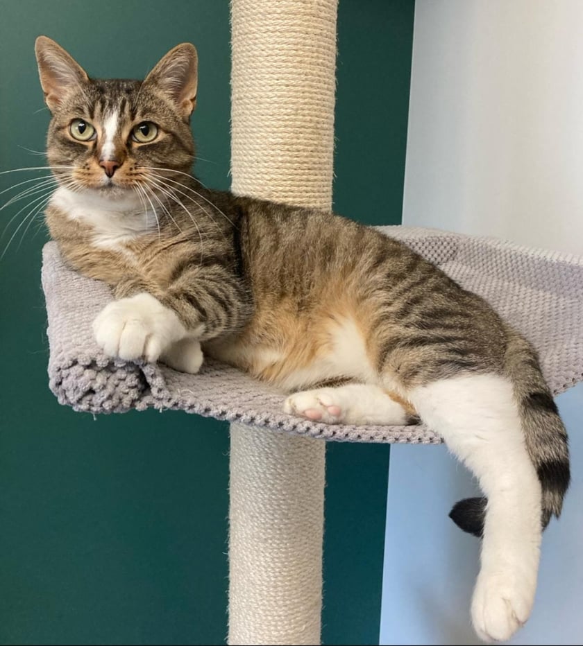 Kocia Piękność Wrocławia 2024. Wybieramy najpiękniejszego kotka we Wro