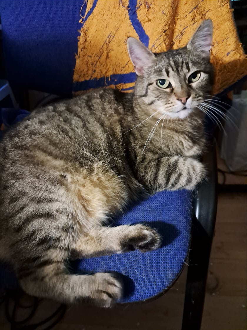 Zuzia jest zielonooką pięknotką z adopcji.