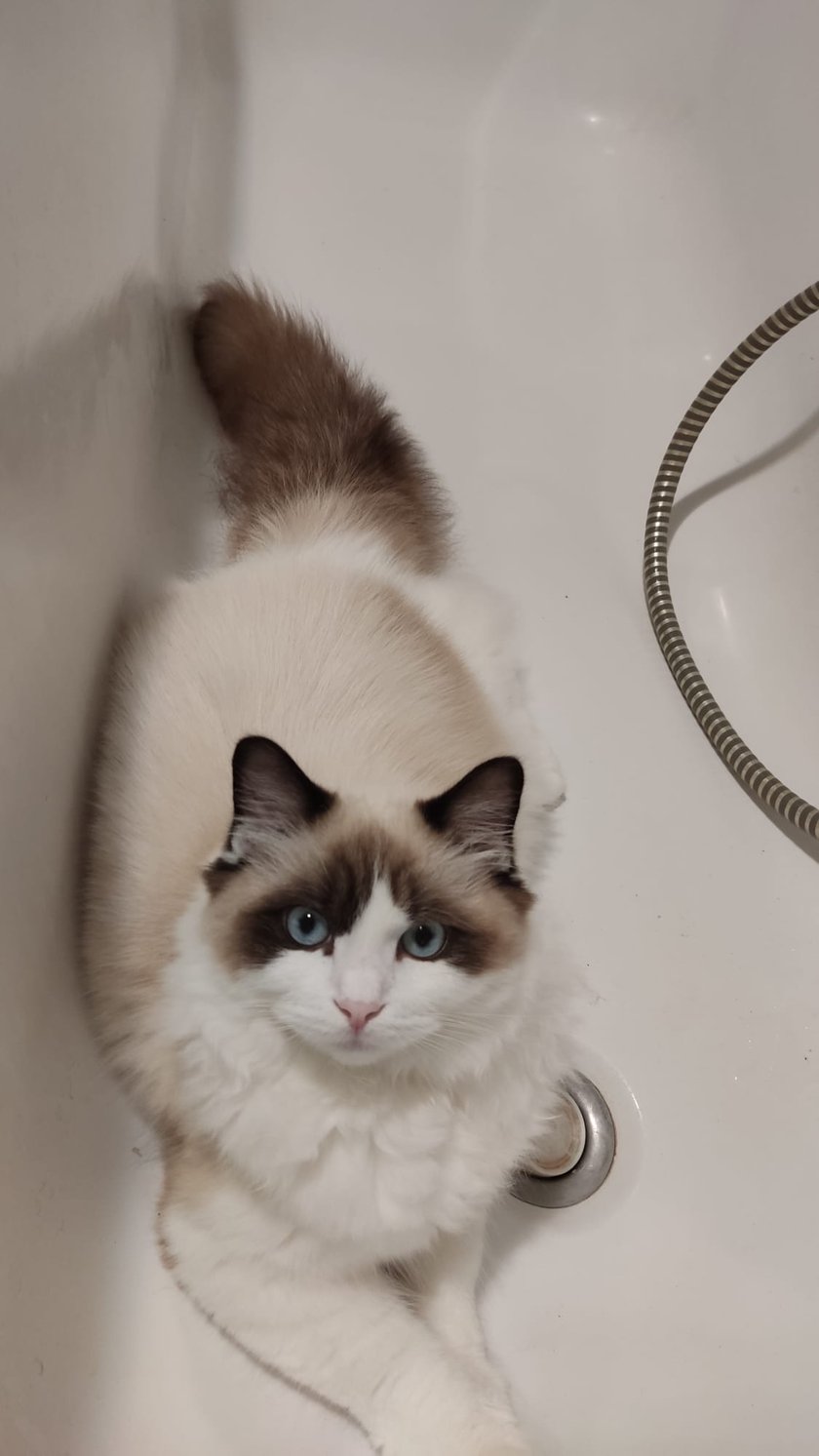 Kotek rasy ragdoll o imieniu Vector, odważny rozbójnik pilnujący właścicieli w łazience, aby coś się im nie stało