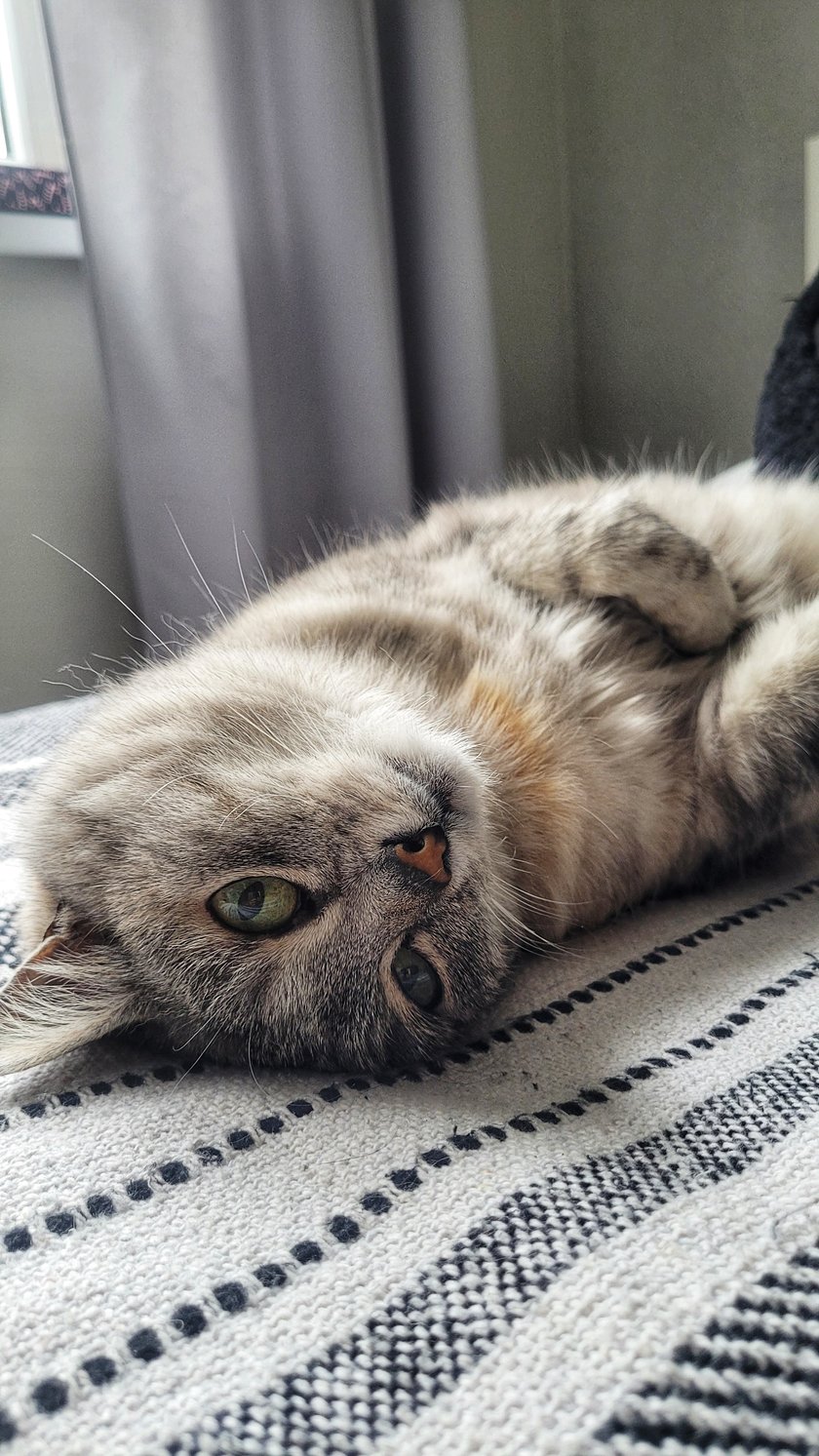 FIONA to prawie 19 letnia charakterna kocica. Jej wiek to tylko liczba, bo jej wygląd w żaden sposób wieku nie zdradza.