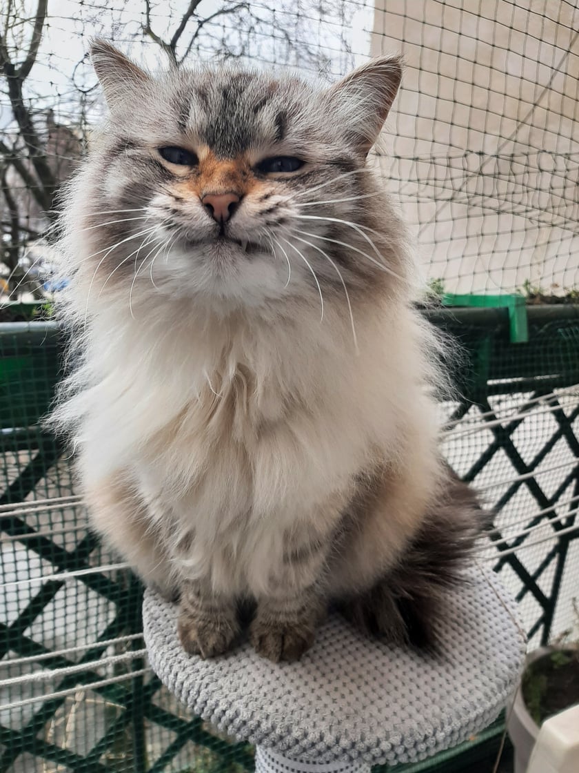 Kotka kota syberyjskiego