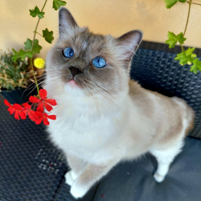 Na imię mam Szira, w maju skończę 5 lat.
Jestem wesołą,energiczną, troszkę kapryśną i rozgadaną Ragdollką;-) Uwielbiam spędzać czas z moimi ludźmi, a moje ulubione zabawy to aportowanie,polowanie na pluszowe myszki i łapanie za nogi moich ludzkich przyjaciół;-) 
Pozdrawiam Was serdecznie Człowieki! Miauuuu :-)