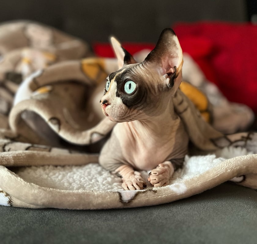 Lusia to kocie dziecko, jej rasa - sfinks bambino sprawia, że całe życie będzie wyglądać jak mały kociak. Uwielbia towarzystwo człowieka, przytulasy, głaskanie i zabawy. Na dodatek jest ogromną gadułą!