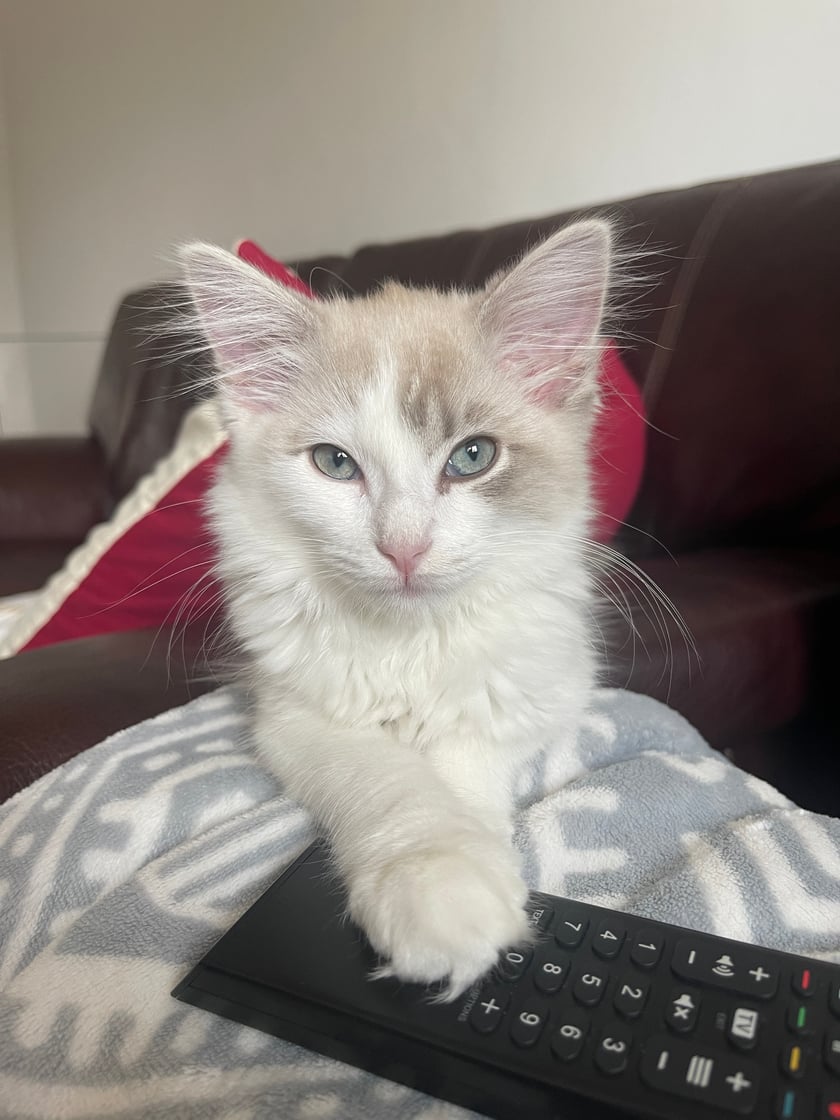 Cześć, jestem Aria, uwielbiam się przytulać i bawić, jeszcze jestem małym kociakiem, ale już chce osiągać wielkie sukcesy.