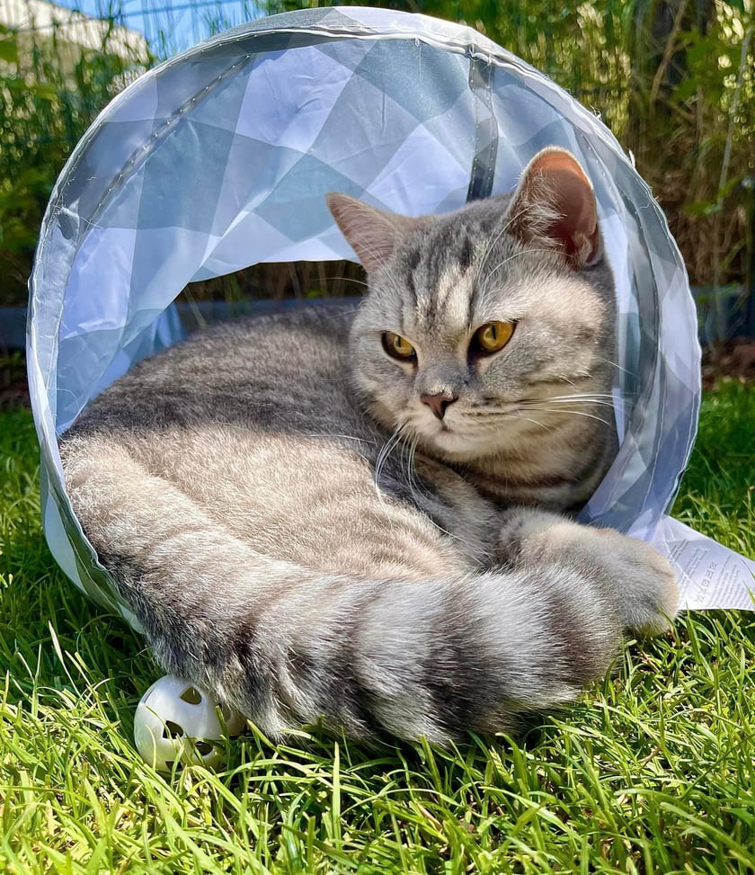 Jasper to 3 letni kot brytyjski tabby krótkowłosy