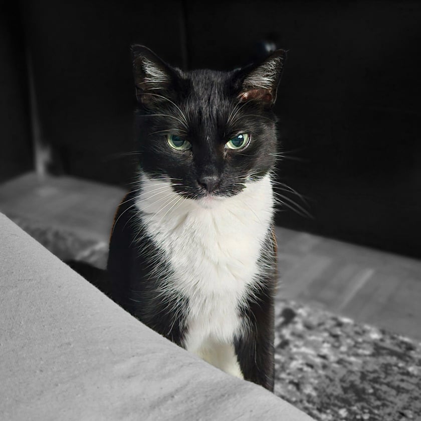 Fraczek nosi swój czarno-biały kubraczek
Taki koci elegancik