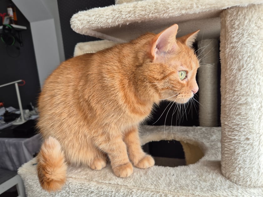 Mia to 9 letnia kotka, która pomimo walki z nowotworem nadal zachwyca swoją unikalną urodą (rude kocice są podobno niezwykle rzadkie)