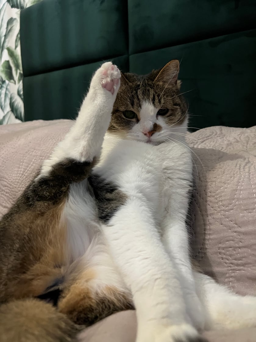 Tak naprawdę ma na imię Freja, jednak Fretka bardziej do niej pasuje. Ma jedno oczko mniejsze, ponieważ urodziła się z niedorozwojem powieki. Jest bardzo przytulaśnym kotkiem, a w głowie ma wyłącznie puszystość.