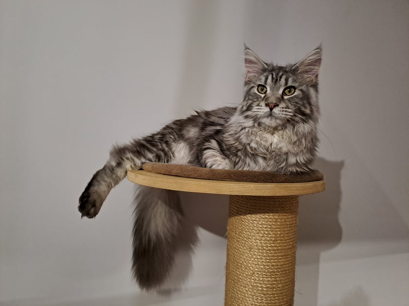 Majster, to 11 miesięczny Maine Coon. 
Jest bardzo towarzyskim i gadatliwym kociakiem. Do jego ulubionych czynności należy spanie oraz zabawa kluczem imbusowym ;)