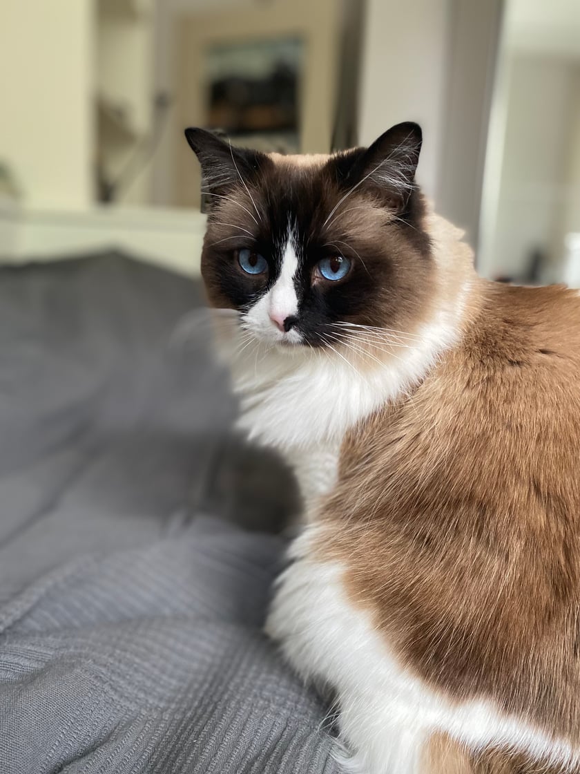 8 letni puszysty, mięciutki kocur o bardzo sielankowym życiu. Jego 3 motta życiowe 1. Przysmaczki 2. Więcej przysmaczkow 3. Spanie