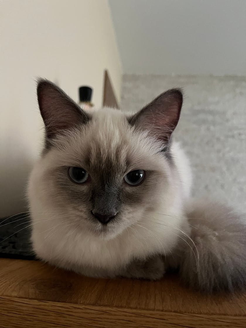 6-cio miesięczna kotka Ragdoll