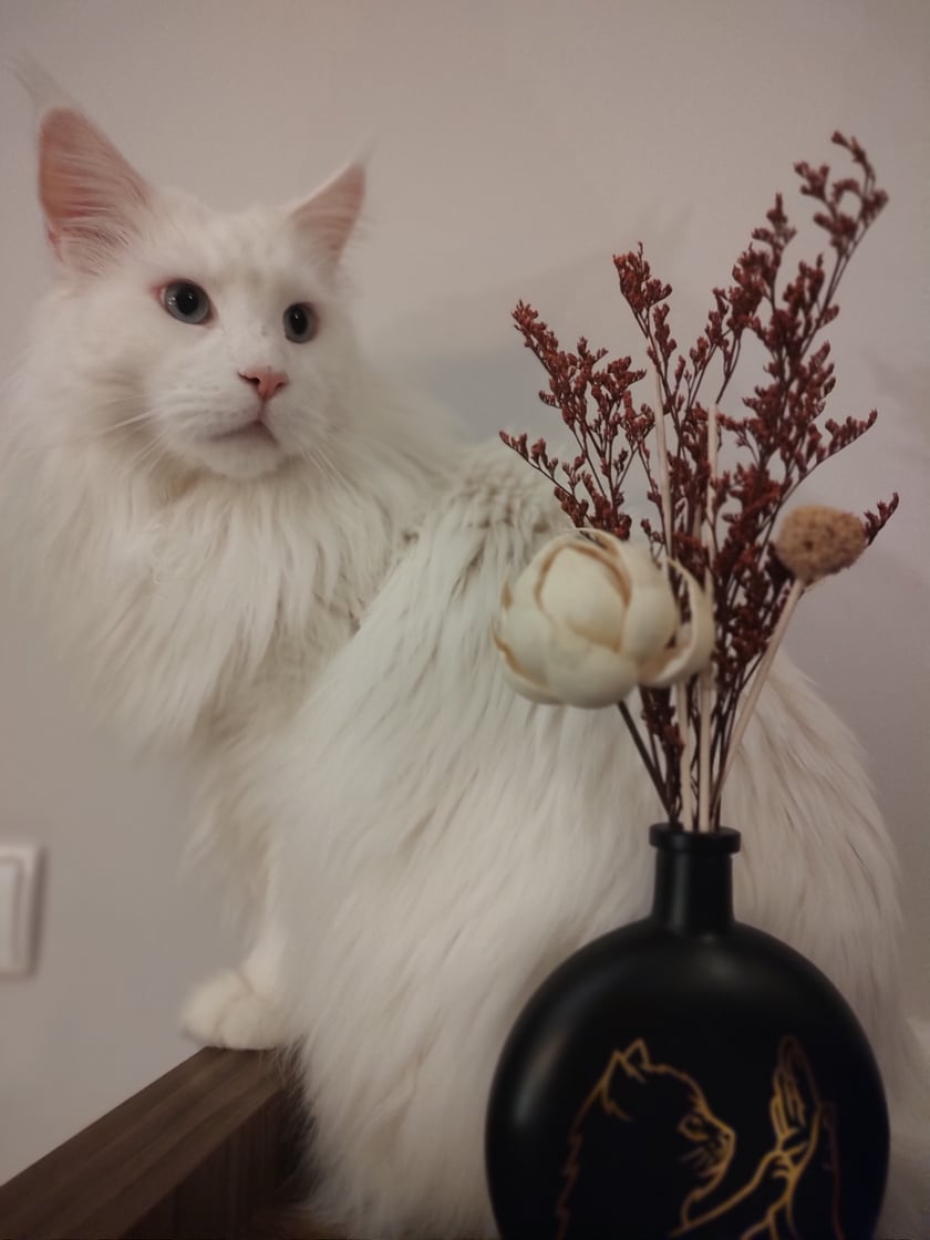 Elvis to 2,5-roczny kocur rasy Maine coon. Jego biała puszysta sierść w połączeniu z niebieskimi oczkami sprawia, że skrada serce, każdemu kto go zobaczy. Poza tym jest bardzo uczuciowy i lubi rozdawać buziaki. Elvi jest przede wszystkim oczkiem w głowie rodziny. Uwielbia aportować kocie piłki, a także poleniuchować w pobliżu domowników. Każda domowa czynność odbywa się z jego udziałem. Cud nie kot!