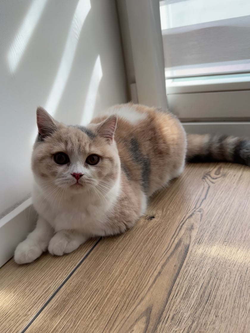 Mała, piękna, utalentowana rozrabiaka, brytyjska księżniczka krótkowłosa.