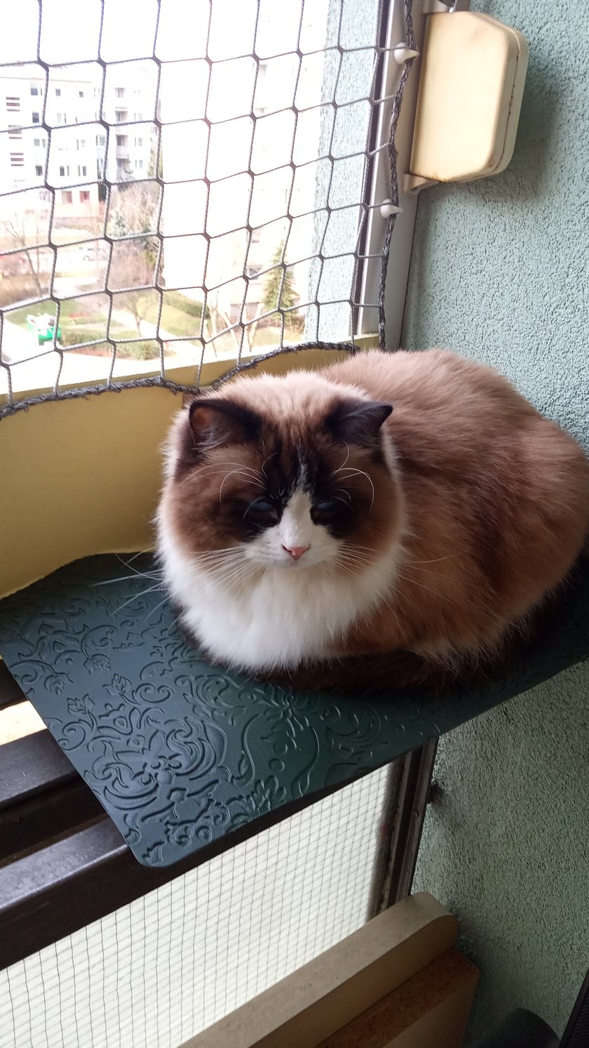 Nasza koteczka bardzo wdzięczna ,ciekawska .Z synem wyprawiają niezle widowisko ganiając się po mieszkaniu ubaw po pachy