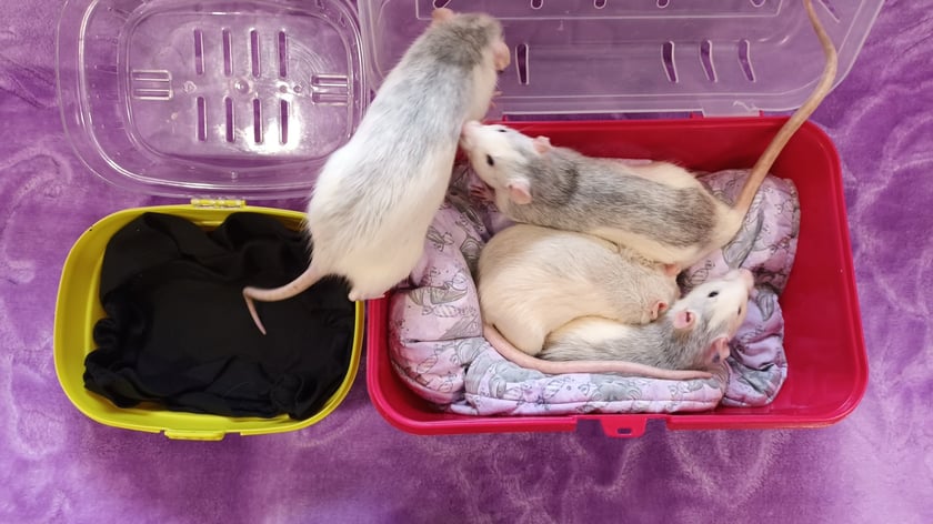 Szczurki, które cudem przeżyły upadek z trzeciego piętra, dochodzą do siebie pod opieką Ekostraży