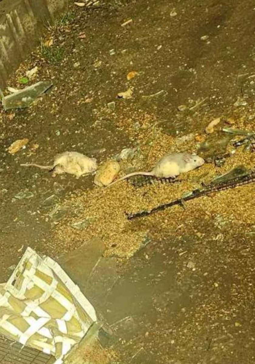 Szczurki, które cudem przeżyły upadek z trzeciego piętra, dochodzą do siebie pod opieką Ekostraży