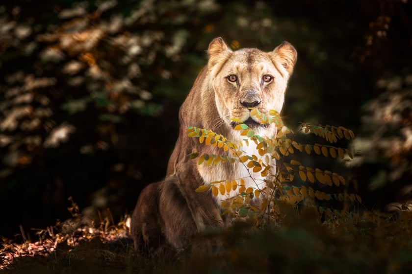 Lwica Okavango ma już 16 lat i 7 miesięcy, co jest sędziwym wiekiem dla lwów w zoo