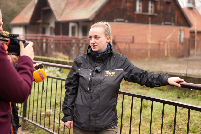 Opiekunka zebr w zoo Wrocław