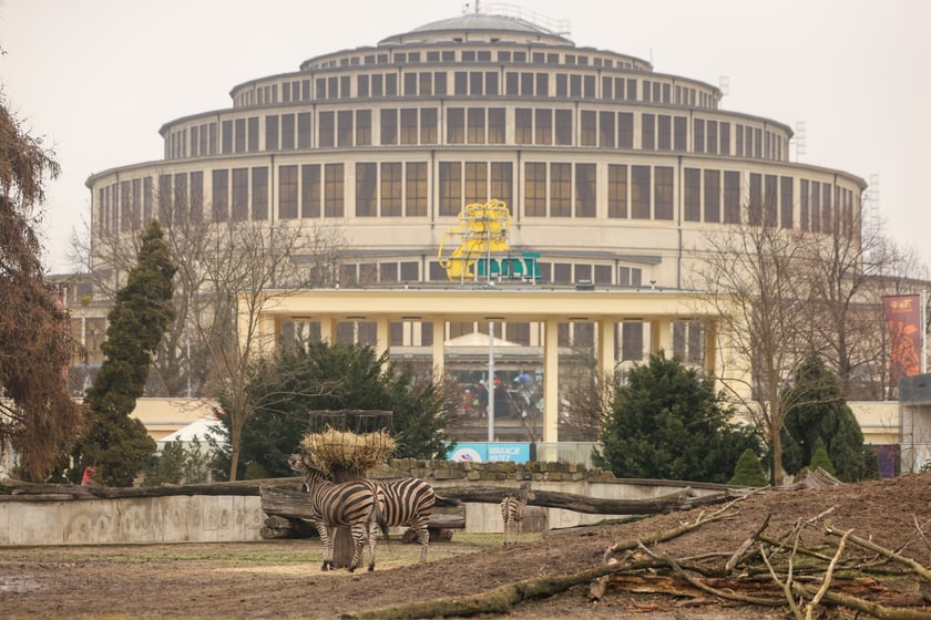 Mały Bali na wybiegu