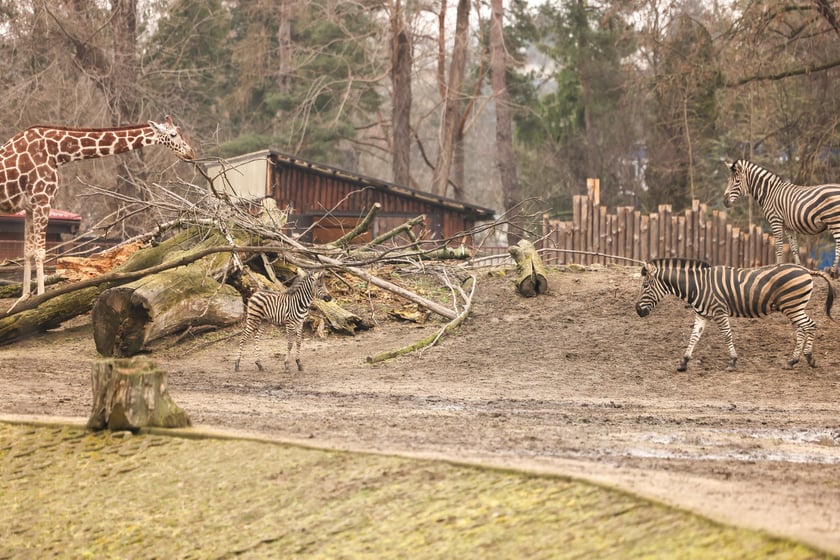 Mały Bali na wybiegu